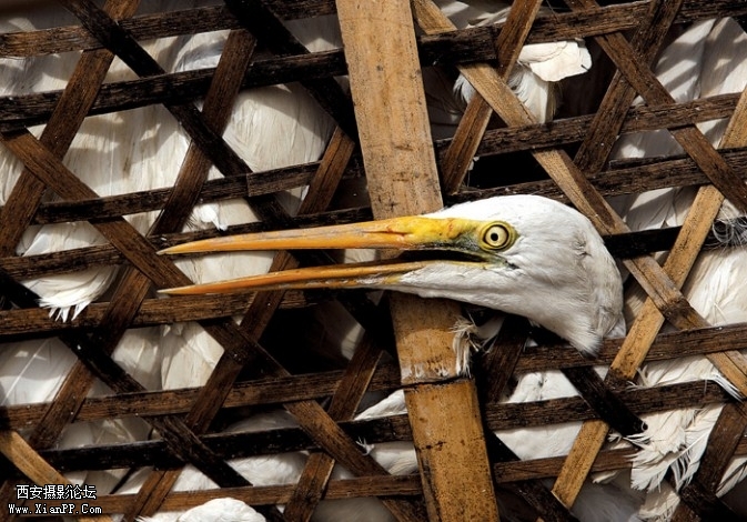cage5-673x470.jpg