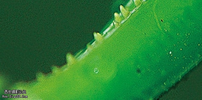 tanglang12-673x333.jpg
