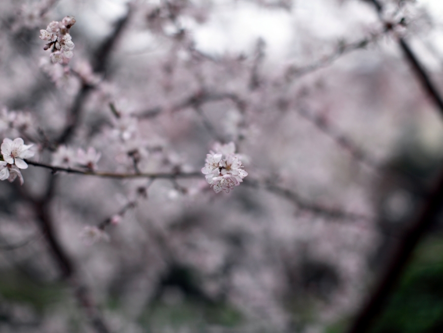 nEO_IMG_5d2-50L 几张小花02.jpg