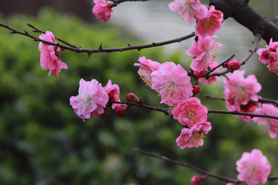 调整大小 IMG_4915.JPG