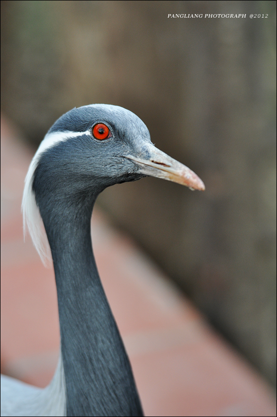DSC_0226.jpg