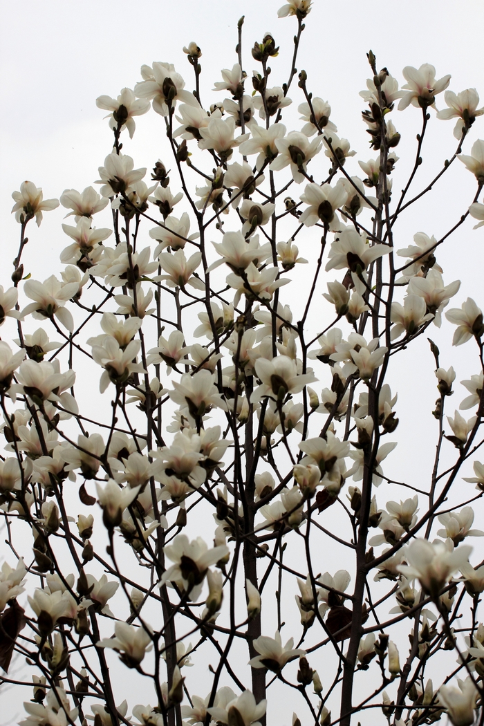 nEO_IMG_0326 600d-50L多云小孩人像，花23.jpg