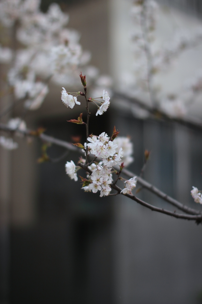 nEO_IMG_0326 600d-50L多云小孩人像，花27.jpg