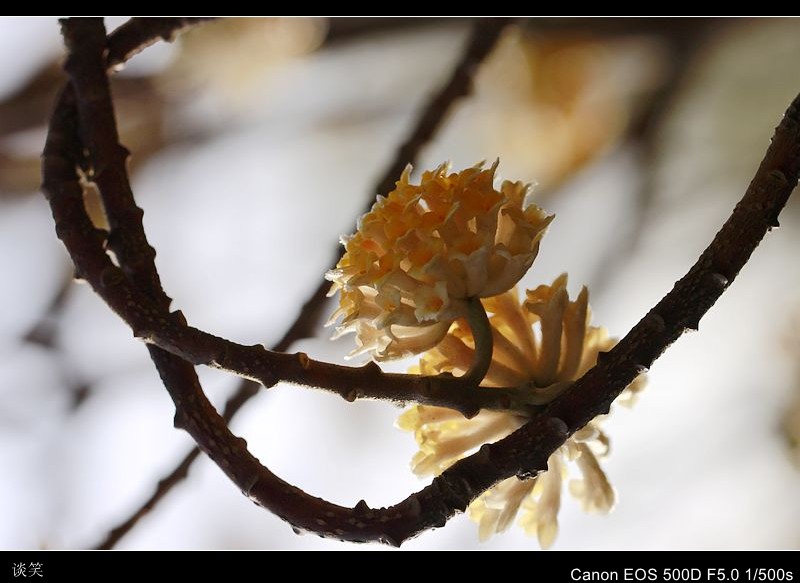 结香 006A_conew1.jpg