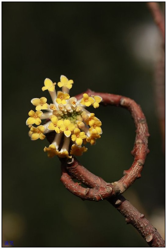 结香 022A_conew1.jpg