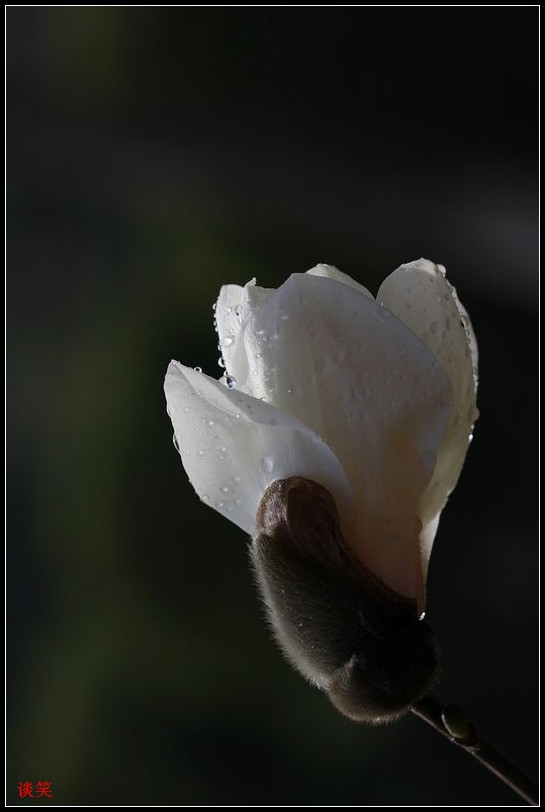 结香 102A_conew1.jpg