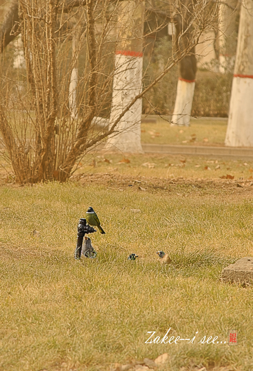 那天傍晚的阳光很温暖，那时还没有那么多烦心事，一路寻找，四只鸟儿在晒太阳，喝着水管滴下的水，悠然自得