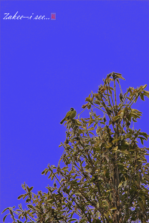 原来天空是白色的，那天没有云，我觉得不好看，于是给他填充了一个好看的蓝色，再再树枝和鸟儿的周围撒了一 ...