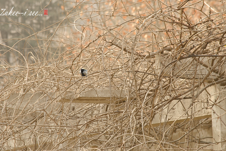 喜欢这张的对比，独立，大熊猫颜色的鸟儿