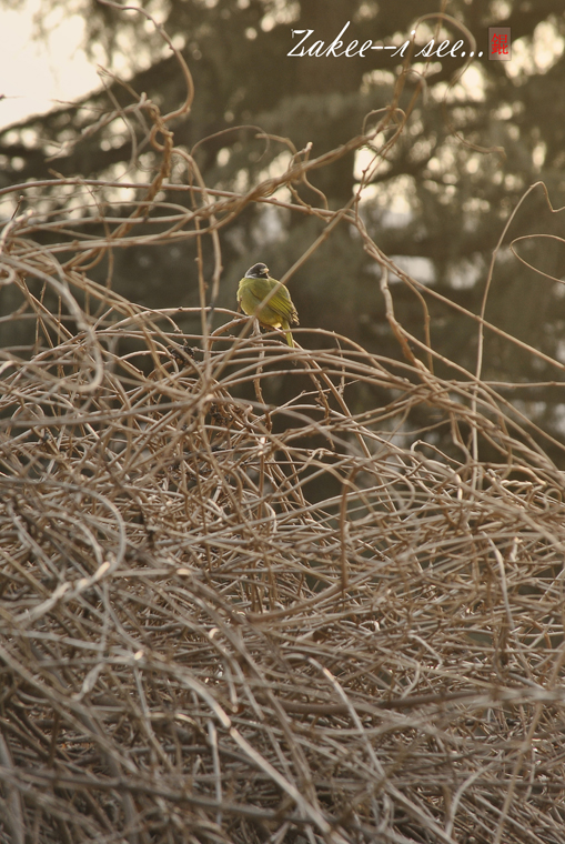 这张有点迷惘，夕阳的光辉把鸟儿的边缘照亮