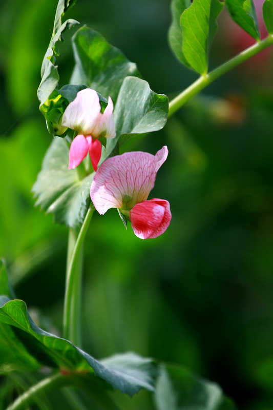 汉中油菜花 245.jpg