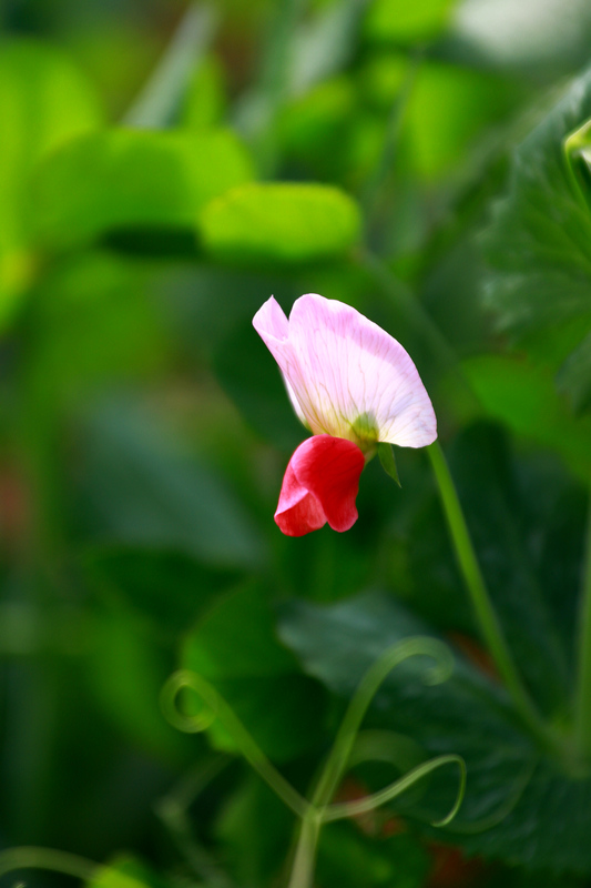 汉中油菜花 251.jpg