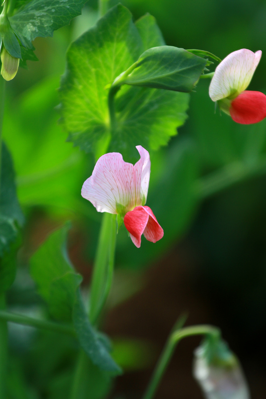 汉中油菜花 252.jpg