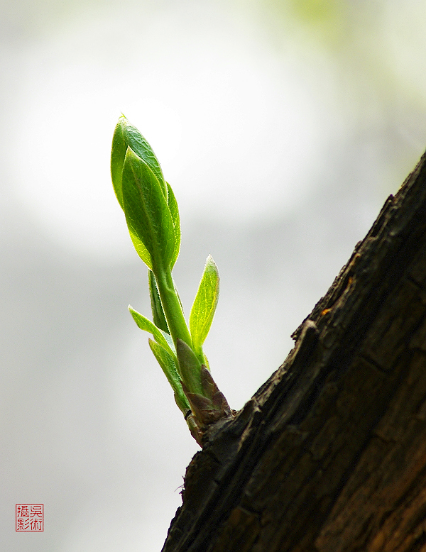 新芽11.jpg