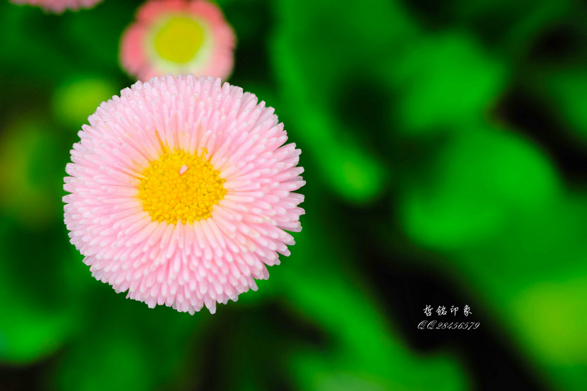 各种花-58.jpg