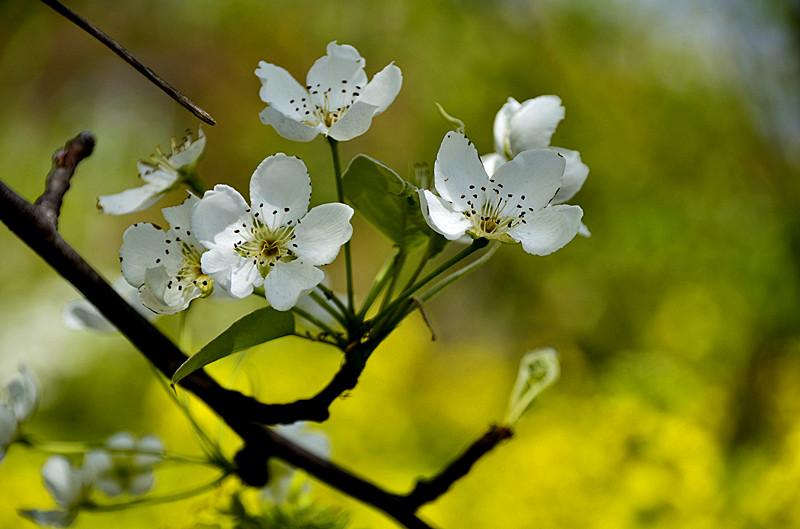梨花