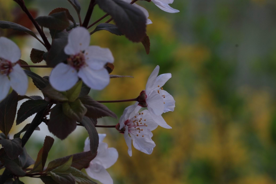 调整大小 IMG_5001.JPG