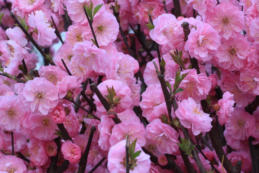 调整大小 IMG_4994.JPG