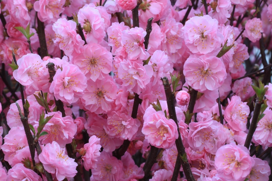 调整大小 IMG_4995.JPG