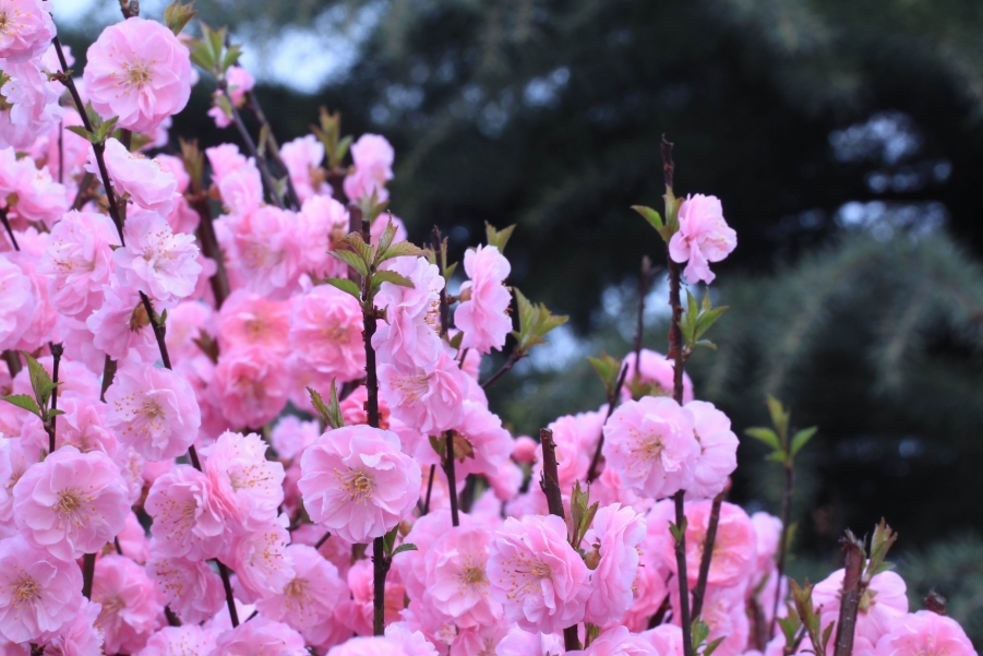 调整大小 IMG_4997.JPG