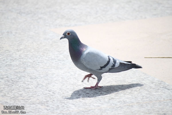 鸽子比较傻，不怕人，最适合拍了