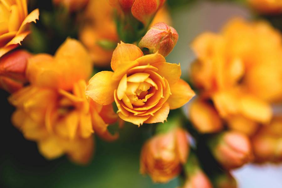 花卉集锦 051.JPG