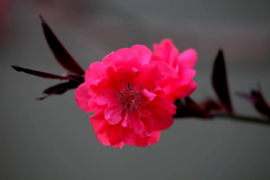 花卉集锦 111.JPG