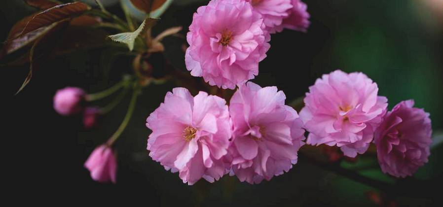 花卉集锦 139.JPG