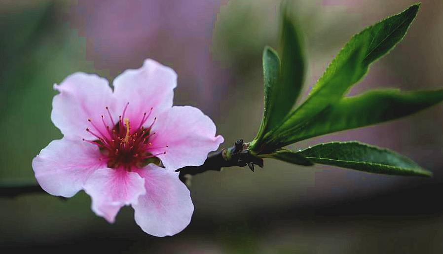 花卉集锦 167.JPG