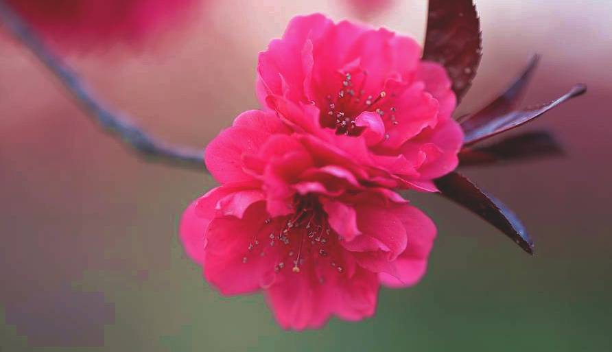 花卉集锦 189.JPG