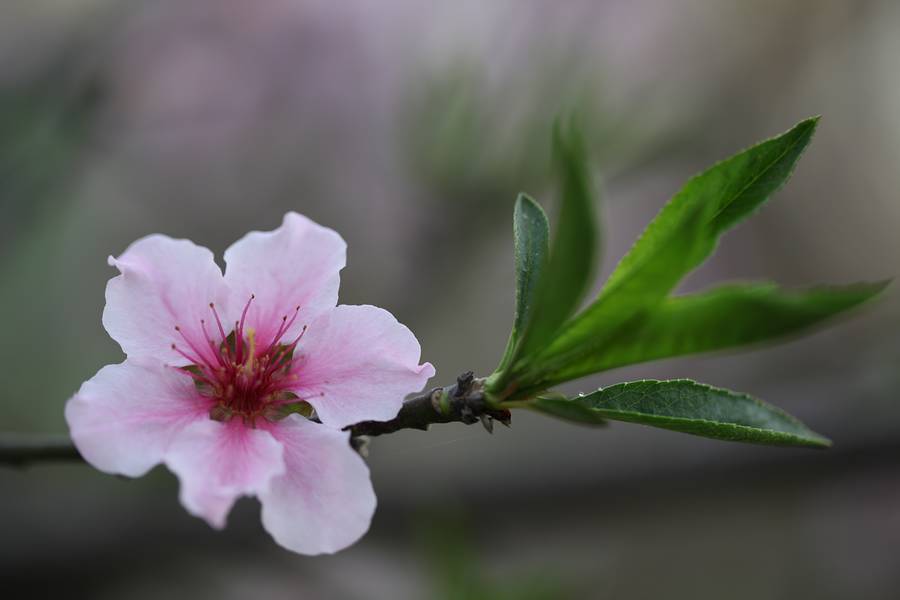 花卉集锦 165.JPG