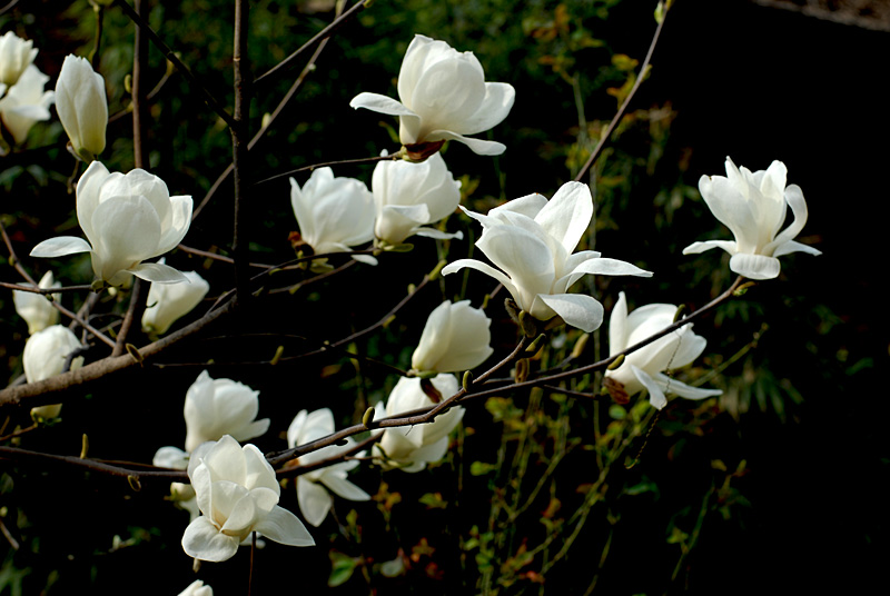 玉兰花开 (1).jpg