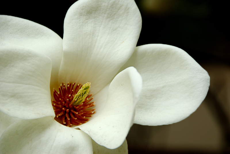 玉兰花开 (3).jpg