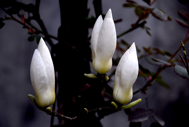 玉兰花开 (4).jpg