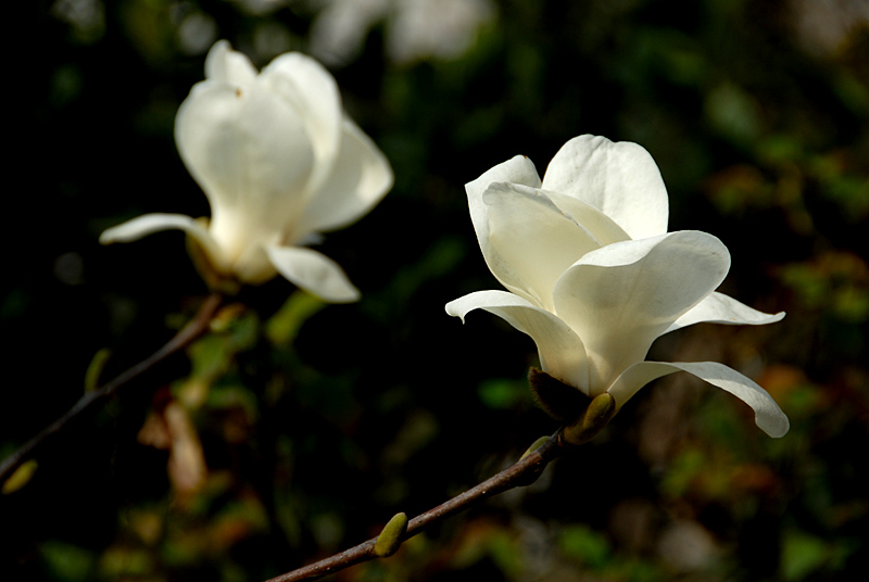 玉兰花开 (5).jpg