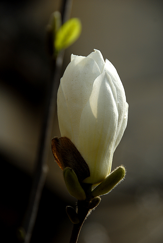 玉兰花开 (6).jpg