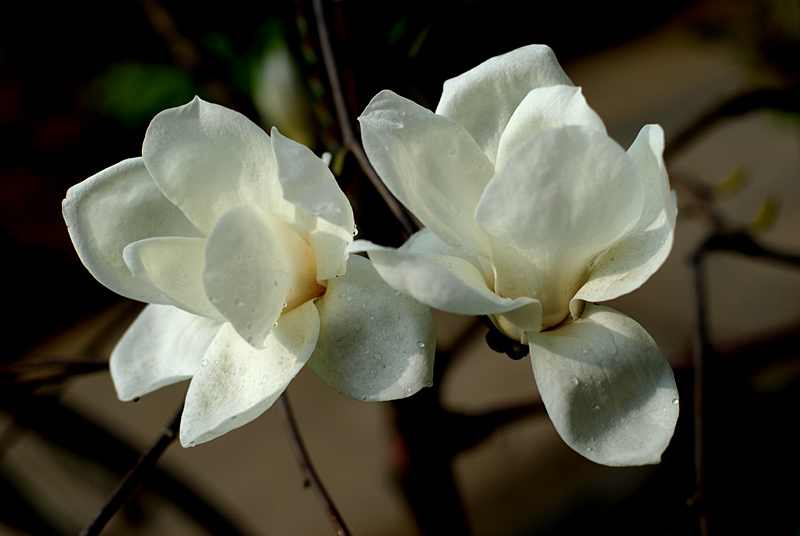 玉兰花开 (7).jpg