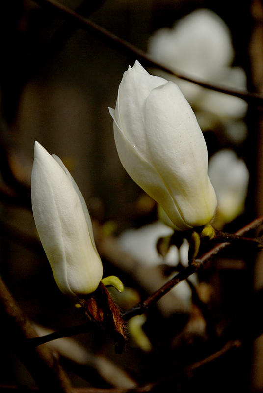 玉兰花开 (8).jpg