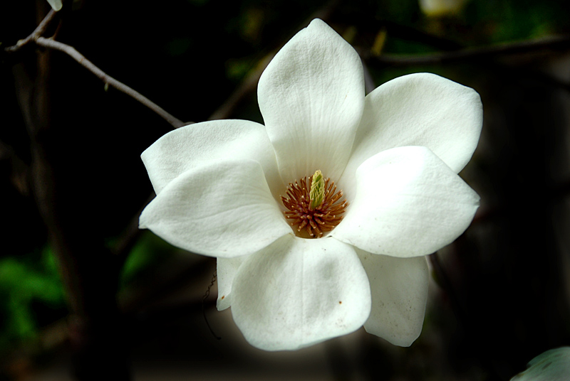 玉兰花开 (9).jpg