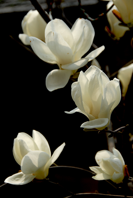 玉兰花开 (11).jpg