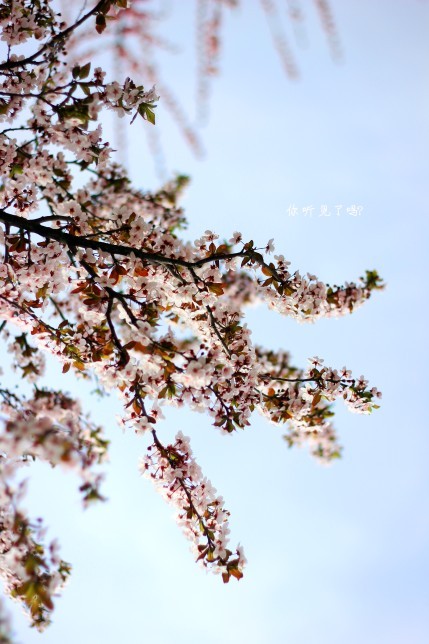 樱花就像时光，一阵风，刹那芳华，要在过去要在过去后，才会发现它已深深刻在记忆中.jpg
