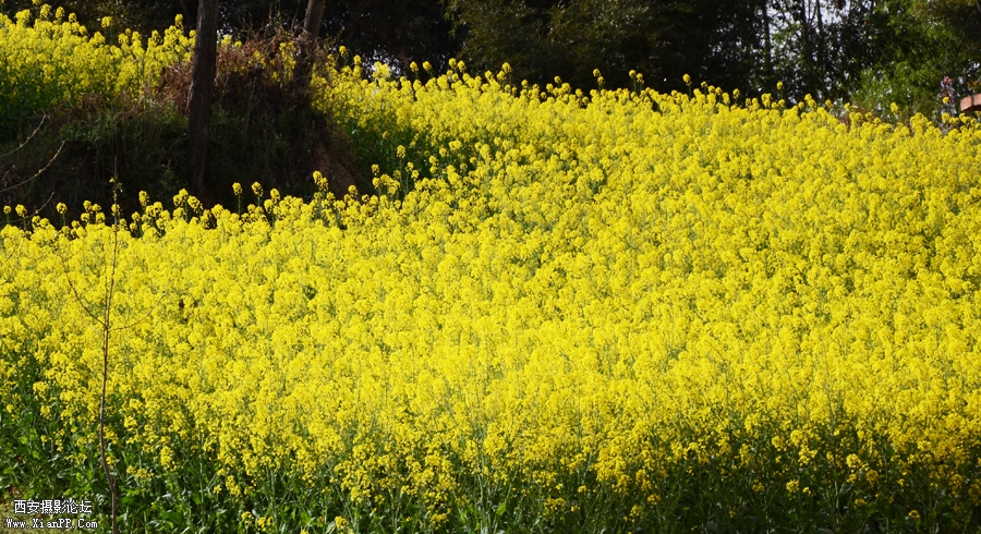 DSC_1701.jpg