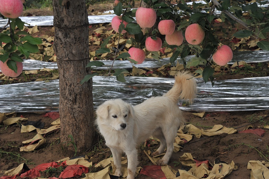 DSC_4654.JPG