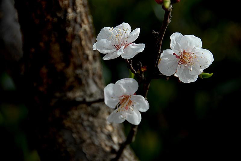 杏花.JPG