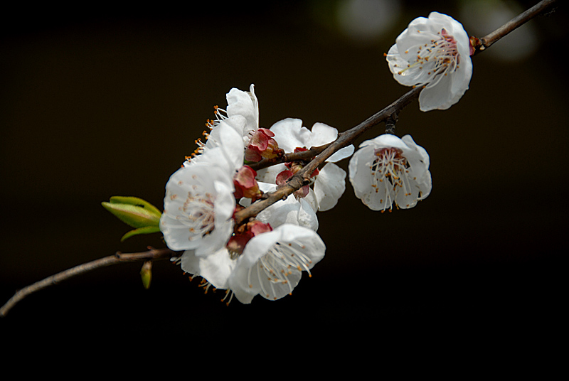 杏花 (3).jpg