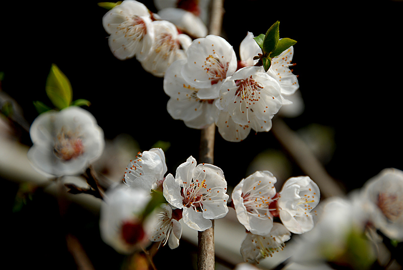 杏花 (5).jpg