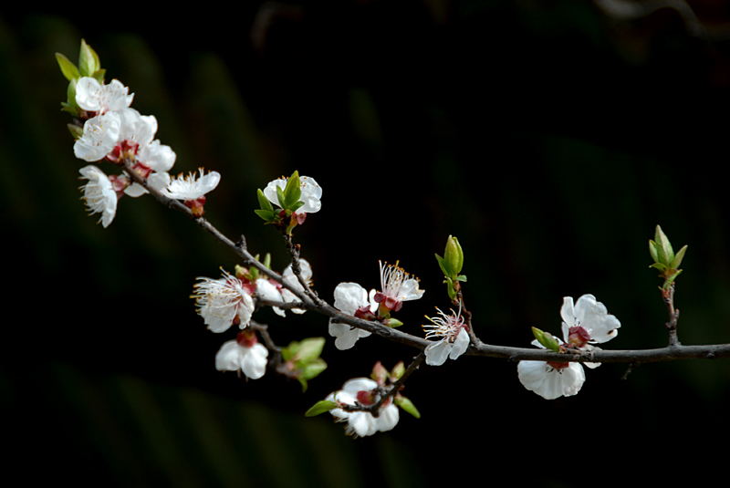 杏花 (7).jpg
