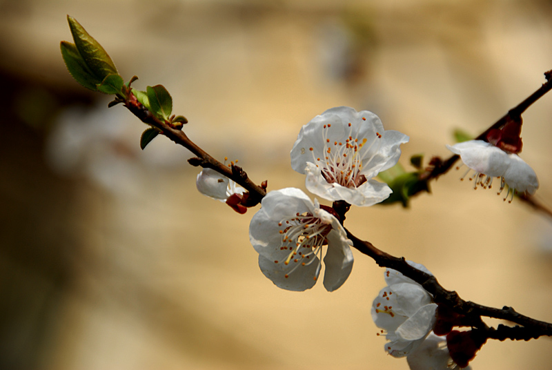杏花 (8).jpg