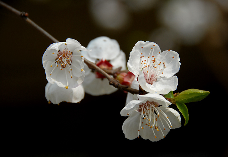 杏花 (9).jpg