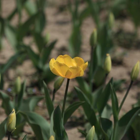 nEO_IMG_0407兴庆郁金香 老刘机子17.jpg